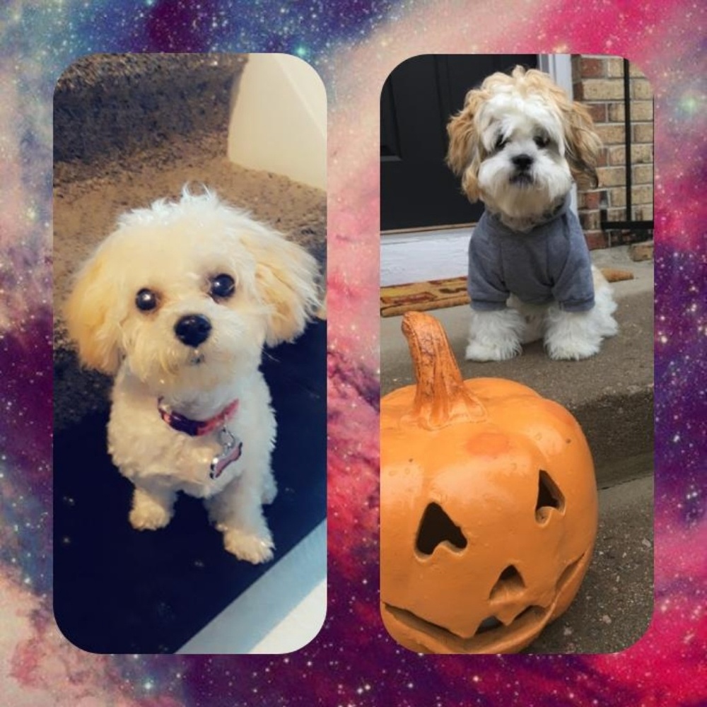 Meet your Posher, Socorro